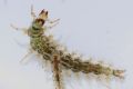Rhyacophila sp.